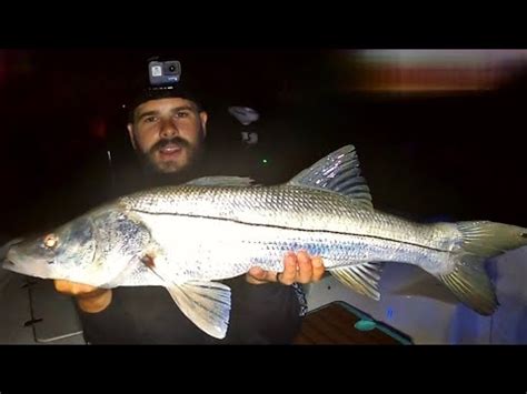 Snook Fishing Using Live Bait Clearwater Beach Florida Youtube