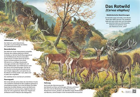 Das Rotwild Tiere Lehrtafeln Natur Im Bild Lehrtafeln F R Natur