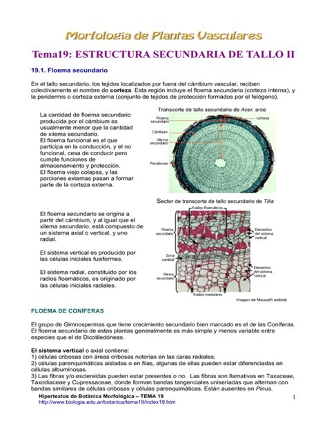 Tema Estructura Secundaria De Tallo Ii