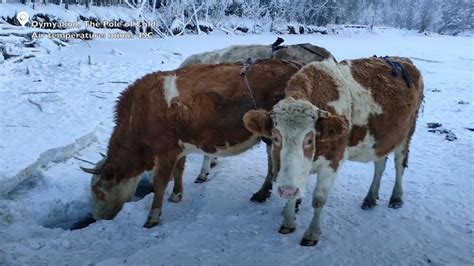 Siberian Cows Wear Woolly Bras To Stay Warm The Moscow Times