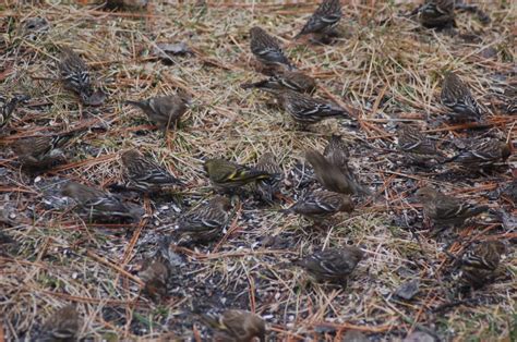 Many, many pine siskins - FeederWatch