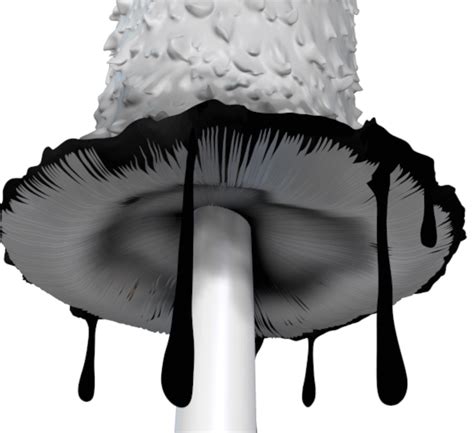 Free STL file Coprinus comatus 🍄・3D print object to download・Cults