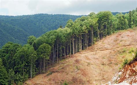 Deforestation Definition History Consequences Facts Britannica