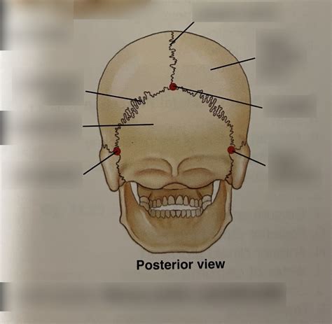 Adult Cranial Sutures Posterior Diagram Quizlet