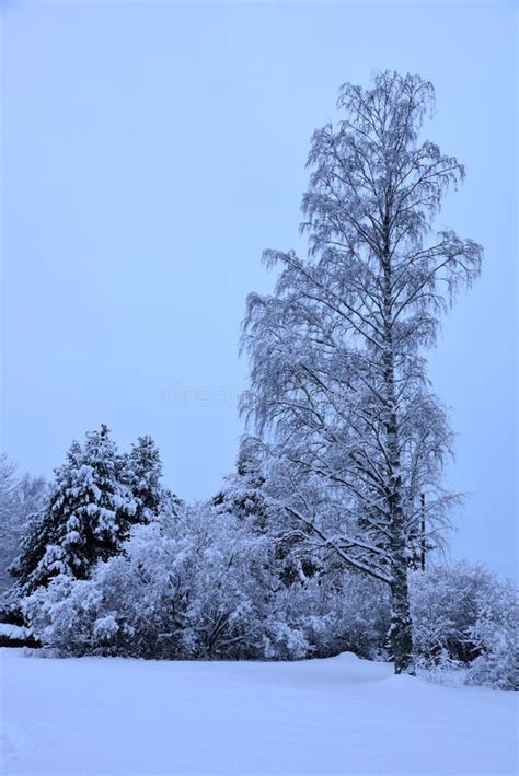 Finland winter landscape stock image. Image of silence - 135793249