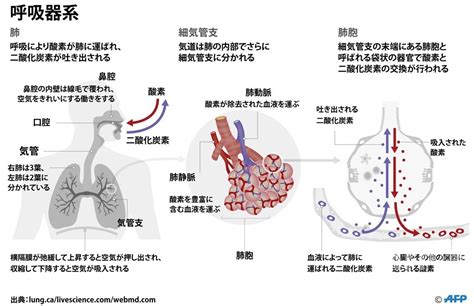 呼吸器とは 128meto