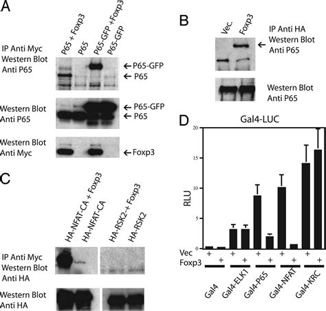 Foxp3 Interacts With Nuclear Factor Of Activated T Cells And Nf κb To