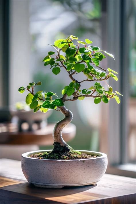 How To Grow Bonsai From Cuttings Beginner S Guide