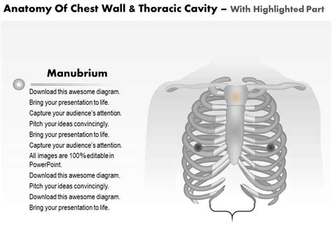 0514 Anatomy Of Chest Wall And Thoracic Cavity Medical Images For