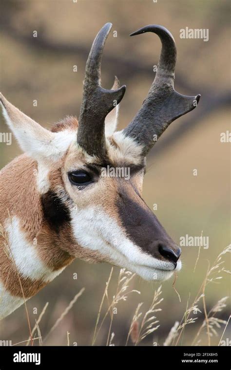 Pronghorn September 1st, 2018 Custer State Park, South Dakota Stock ...