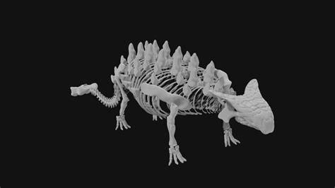 Ankylosaurus skeleton 3d model Low Poly