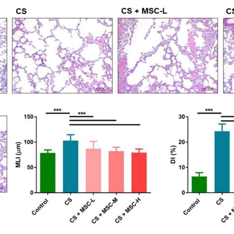 A Human Umbilical Cord Derived Mesenchymal Stem Cells Huc Mscs Download Scientific