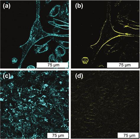 Scanning Confocal Multiphoton Microscopy Images Of Live Mda Cells