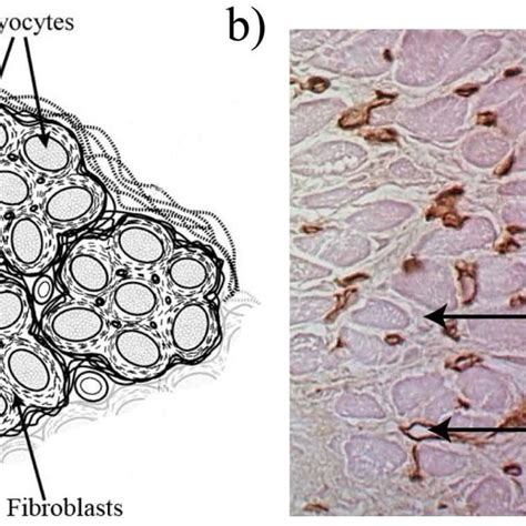 Structural Organization Of The Myocardial Extracellular Matrix