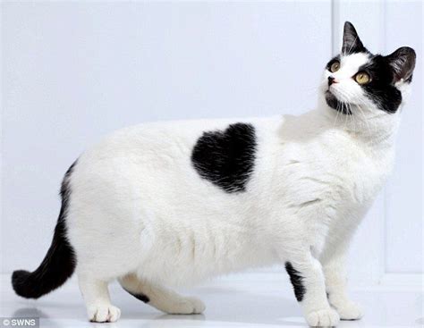 Cats With Some Of The Most Unique Fur Patterns You Have Ever Seen