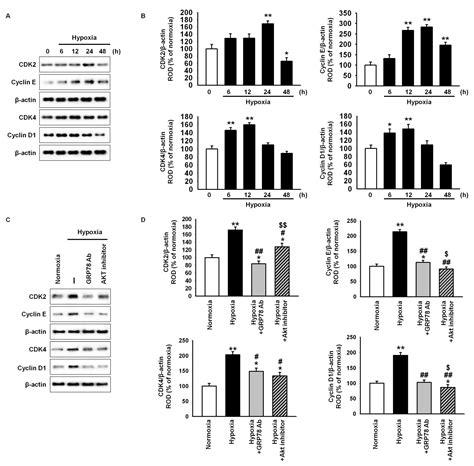 Ijms Free Full Text Hypoxic Preconditioning Promotes The