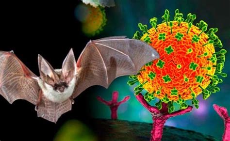 Nipah El Virus Con El Que Lucha India Actualmente Y Que De Nuevo