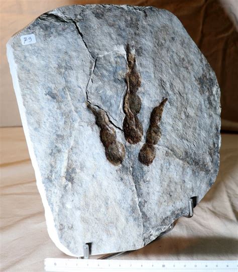 €Raptor Dinosaur - foot print - Fossil Jurassic - Catawiki