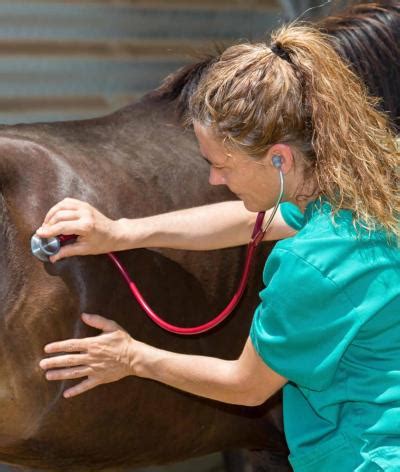 Contr Ler L Tat De Sant De Votre Cheval Label Equures