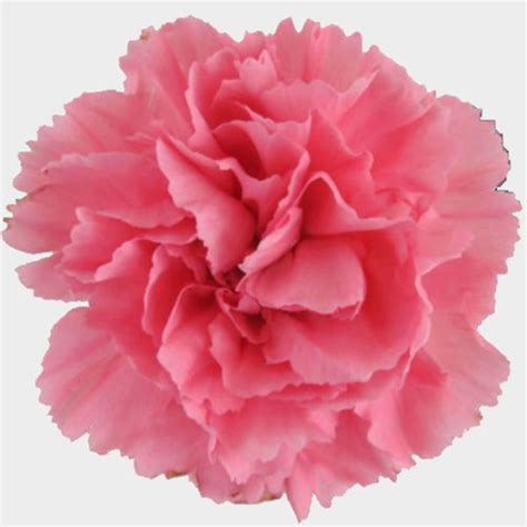 Carnation Flower Images