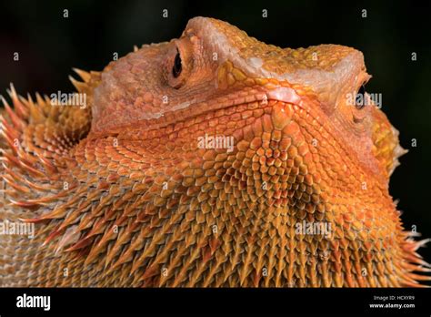 Bearded Dragon Pogona Vitticeps Captive Australia Stock Photo Alamy