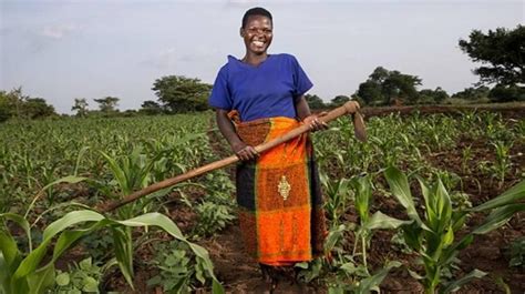 Value Seeds And Mastercard Foundation To Support 10 000 Women Farmers