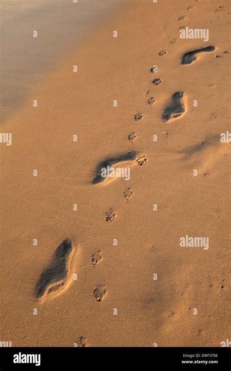 Human Footprints And Dog Paw Prints In The Sand Of Beach On Koh Kood