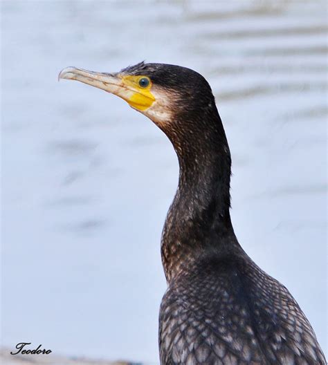 Corvo Marinho De Faces Brancas Phalacrocorax Carbo Flickr