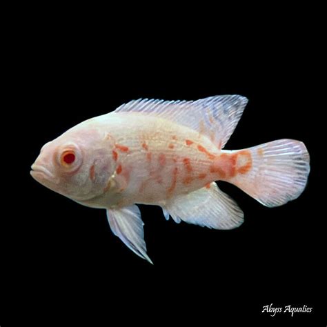 Albino Red Tiger Oscar Fast Professional Service