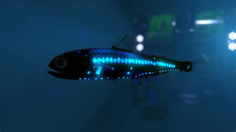 590+ Bioluminescence Fish Stock Photos, Pictures & Royalty-Free Images - iStock