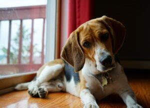 10 Common Older Beagle Health Issues