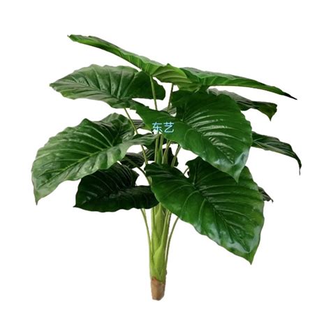 Jual Pohon Talas Artificial Daun Talas Tanaman Hias Pht