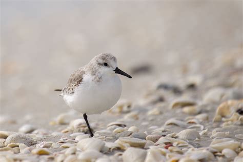 Photo of Birds at the Beach · Free Stock Photo