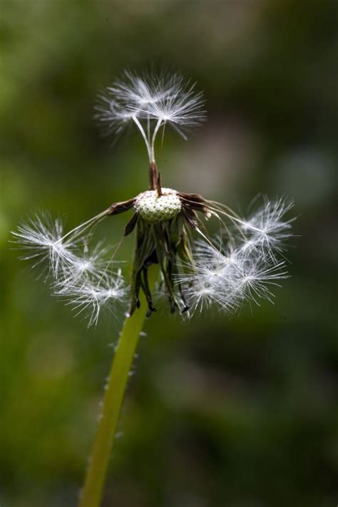 Free Images Nature Meadow Dandelion Leaf Flower Green Produce