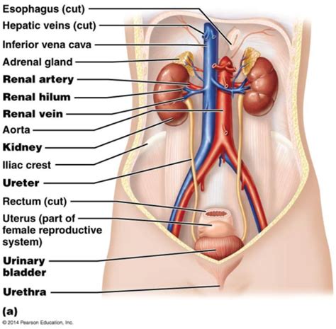 Urinary System Flashcards Quizlet