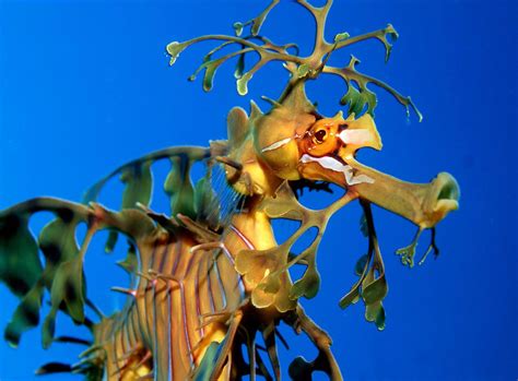 Download Seahorse Animal Leafy Seadragon Hd Wallpaper