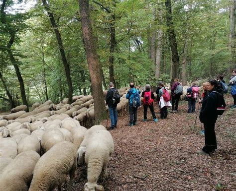 Nel Parco Di Montevecchia Tra Cascine Piramidi E Sorgenti Pietrificanti