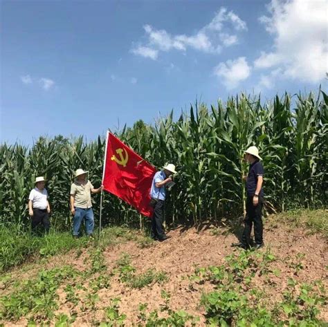 《共产党员网》关注通川：党旗飘扬在撂荒地上“格外红” 先锋 通川区 达州