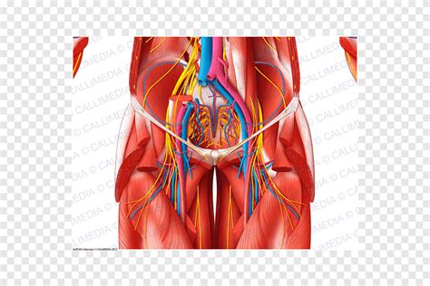 Bloedvat Anatomie En Fisiologia Spierbekkenzenuw Bekken Buik