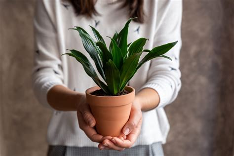 The Ultimate Guide To Dracaena Varieties Houseplant Resource Center