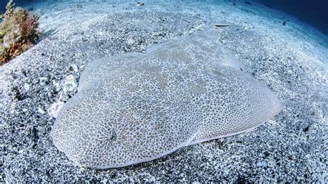 Rare flat-bodied angel shark spotted by fishermen | KidsNews