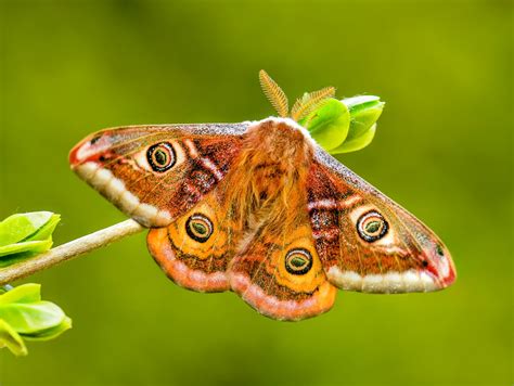 Moth wings have structures that help them avoid bats - Earth.com