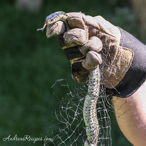 Squash Bug Control (Weekend Gardening) - Making Life Delicious