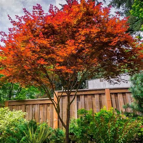 Fireglow Japanese Maple Tree For Sale Online The Tree Center