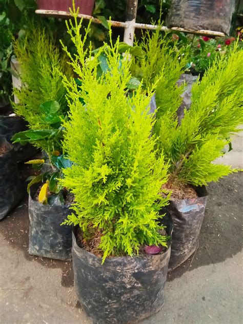 Lemon Cypress Tree Plant Furniture And Home Living Gardening Plants