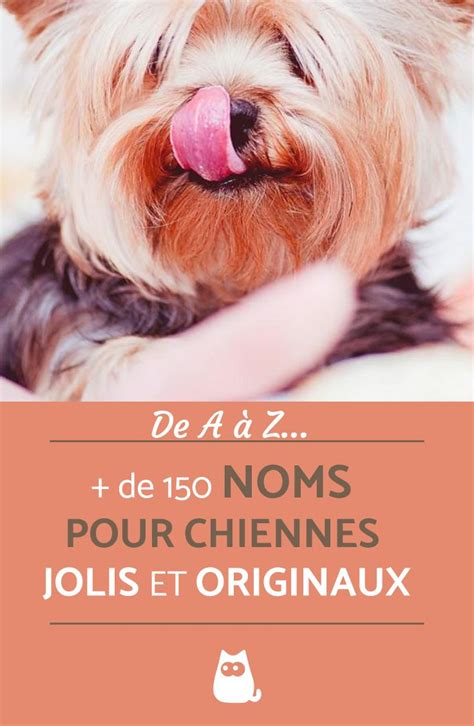 Quel Est La Lettre Pour Les Chiens En Lettres De Partage