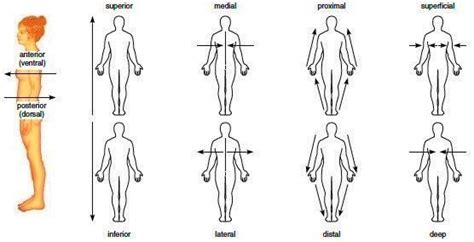 Directional Terms Senior PE Biomechanics And Anatomy Diagram