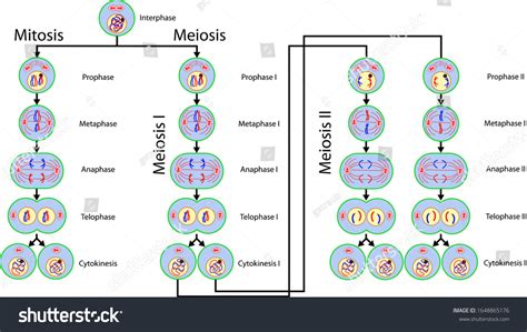 Mitosis Over 1354 Royalty Free Licensable Stock Vectors And Vector Art Shutterstock