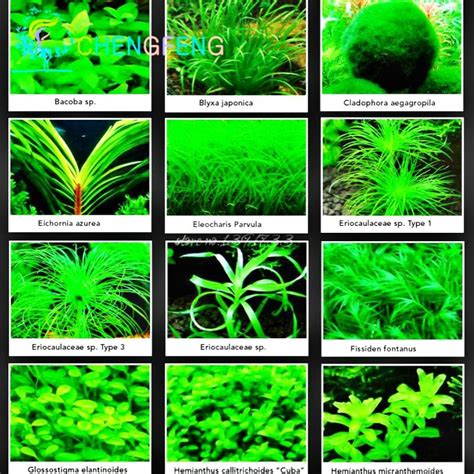 Aquarium Grass Types