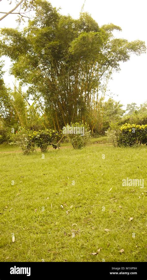 The Tree Cover At Mpanga Forest In Mpigi Uganda Stock Photo Alamy